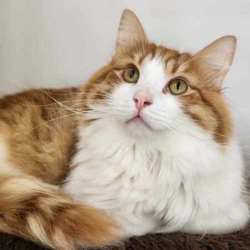 🍡 Ronald 5088 🍡