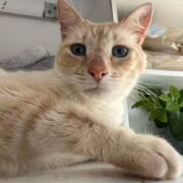 Photo of Snowy