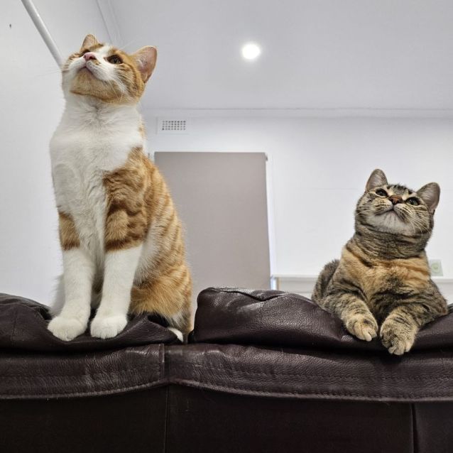 Photo of Arya & Oliver 