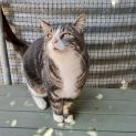 Photo of Barney