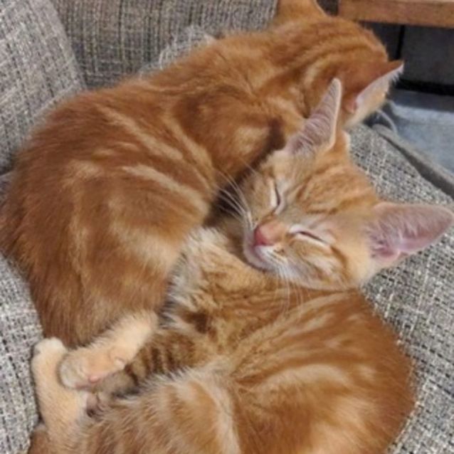 Photo of Ron  Male Kitten (On Trial 11/06/2022)