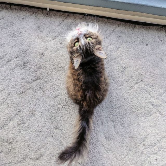 Photo of Cashmere