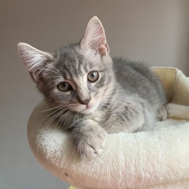 Photo of Memphis 🧡🧡🧡🐾