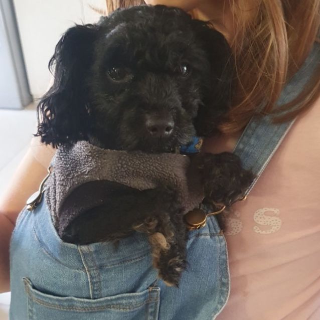 Photo of Barnaby 