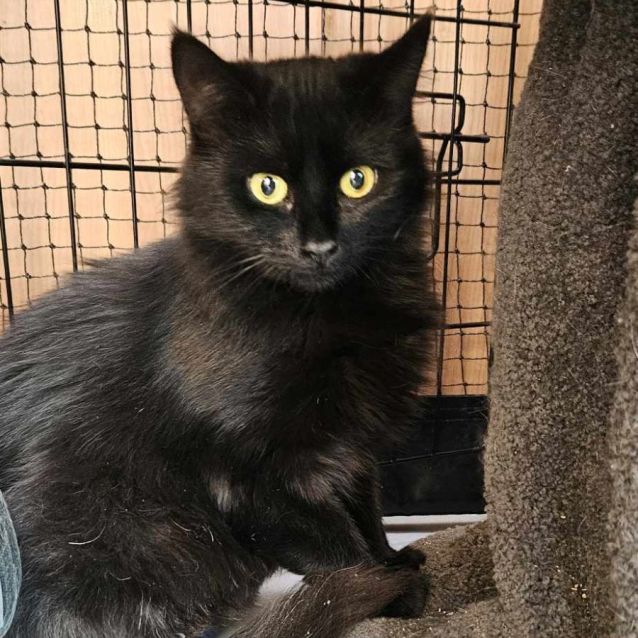 Photo of Don Cuk**2nd Chance Cat Rescue**
