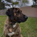 Photo of Samson