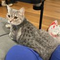 Photo of Little Miss **2nd Chance Cat Resue**