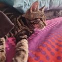 Photo of Jellybean 