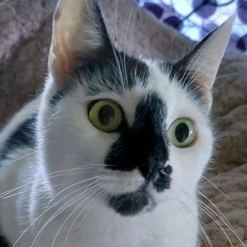 Smudge