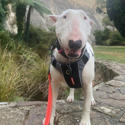 Victoria bull outlet terrier rescue