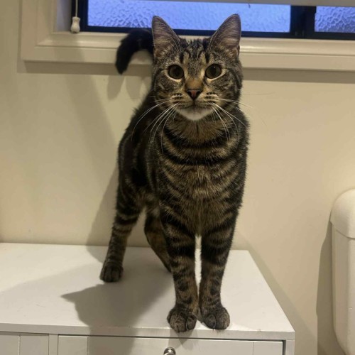 Kai - Located in Ashburton