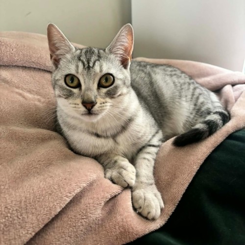 Ellie - In foster care in Richmond