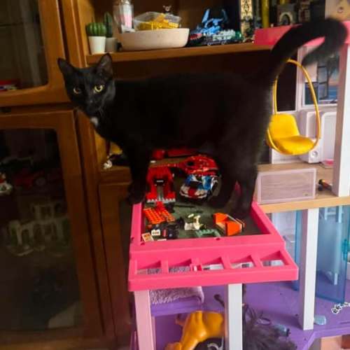 No photo for Slinky