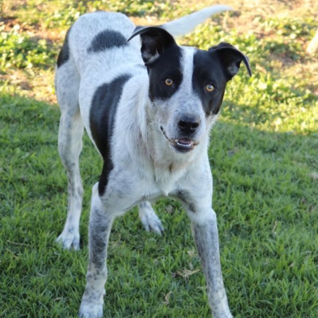 Photo of Spot