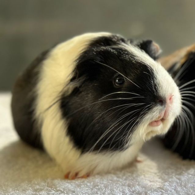 Photo of Cookie, Butterscotch & Caramel