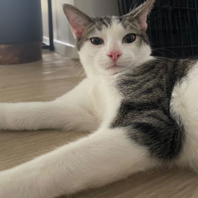 Photo of Cinnamon