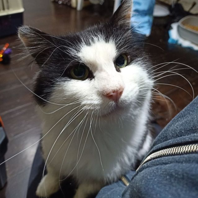 Photo of Mr Bojangles