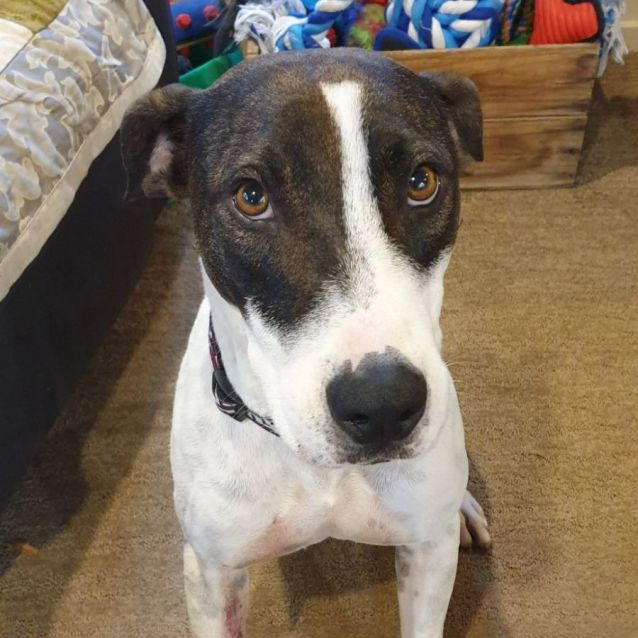 Photo of Bandit