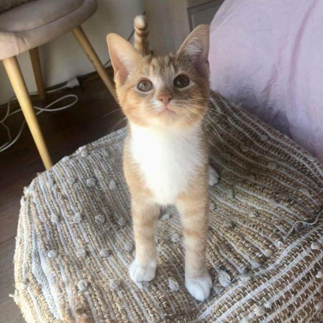 Photo of Ron (Weasley) *9 Lives Project Rescue*