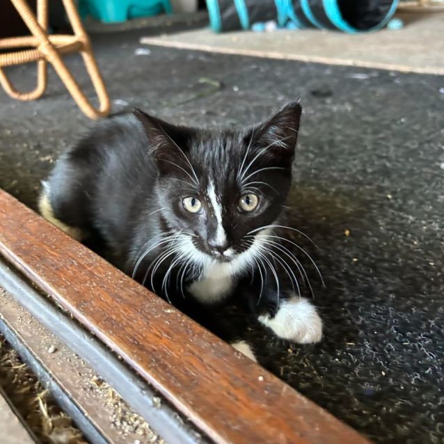 Photo of Moss **2nd Chance Cat Rescue**