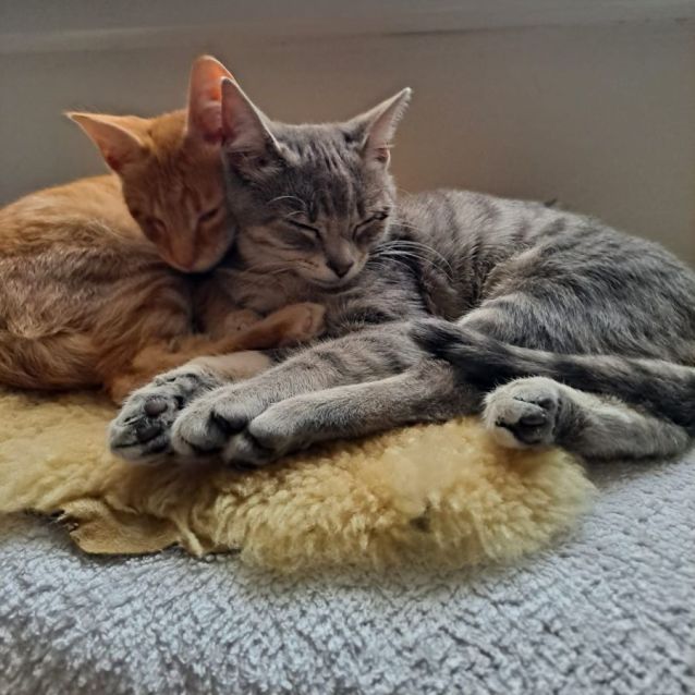 Photo of Mack & Georgie Girl