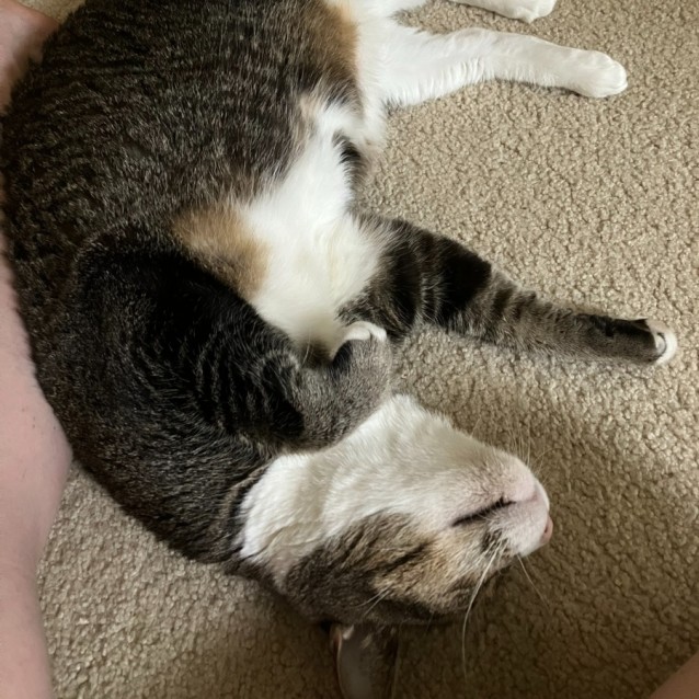 Photo of Kit Kat
