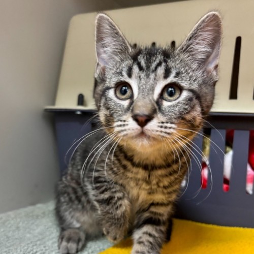 Spanner-*Meet me at Petstock Double Bay*