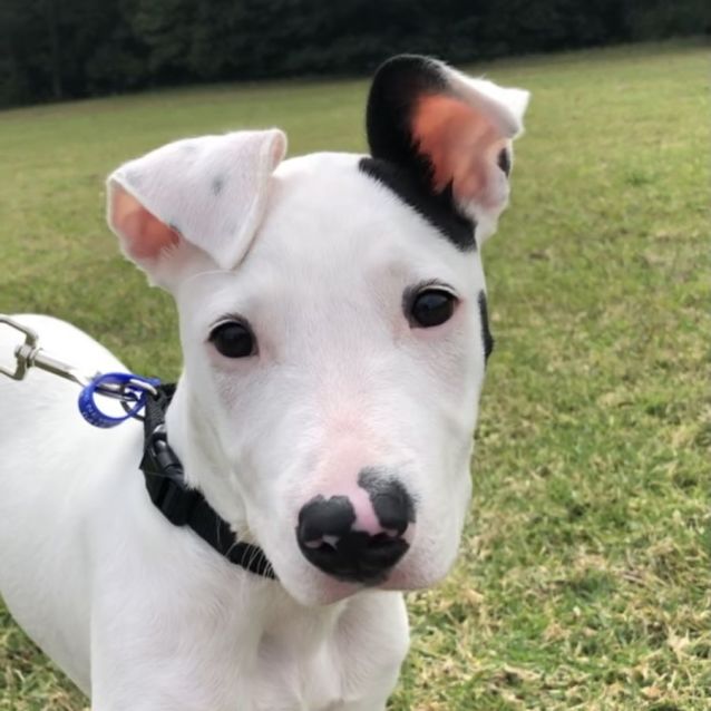 Photo of Missy Moo ~ Adopted 24/10/21