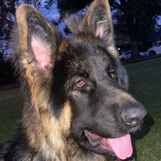 Rocco Large Male German Shepherd Dog in NSW PetRescue