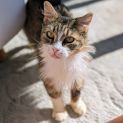 Photo of Cashmere