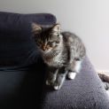 Photo of Blossom