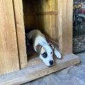 Photo of Koda