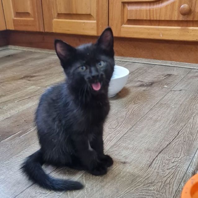 Photo of Mr Brown **2nd Chance Cat Rescue**