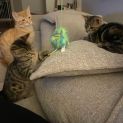Photo of Clara **2nd Chance Cat Rescue**