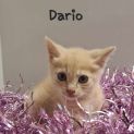 Photo of Dario