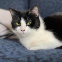Photo of Clessie **2nd Chance Cat Rescue**