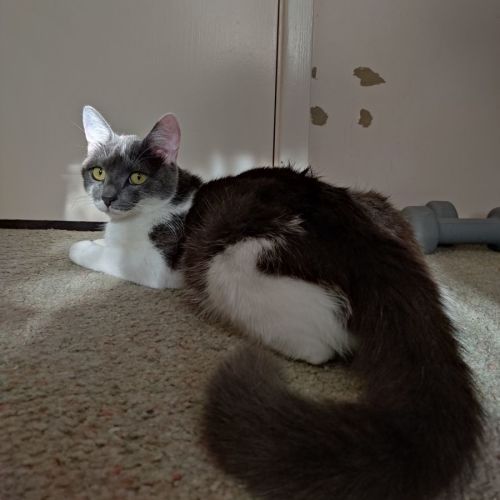 Maggie- One Year Old (on trial 24/1/22)