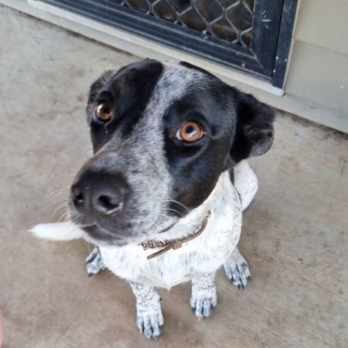 Bindi 
