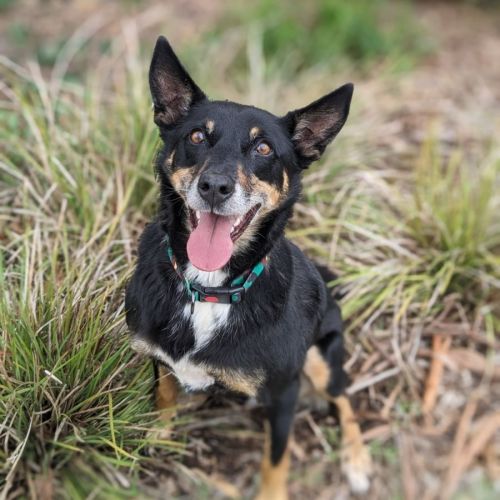 🧨 Digger C04743 🧨