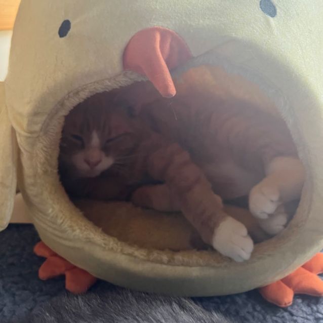 Photo of Toulouse **2nd Chance Cat Rescue**