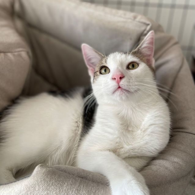 Tofu Come meet me PETstock Brighton East! Male Domestic Short