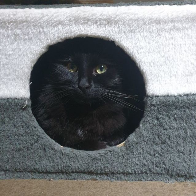 Photo of Jinx