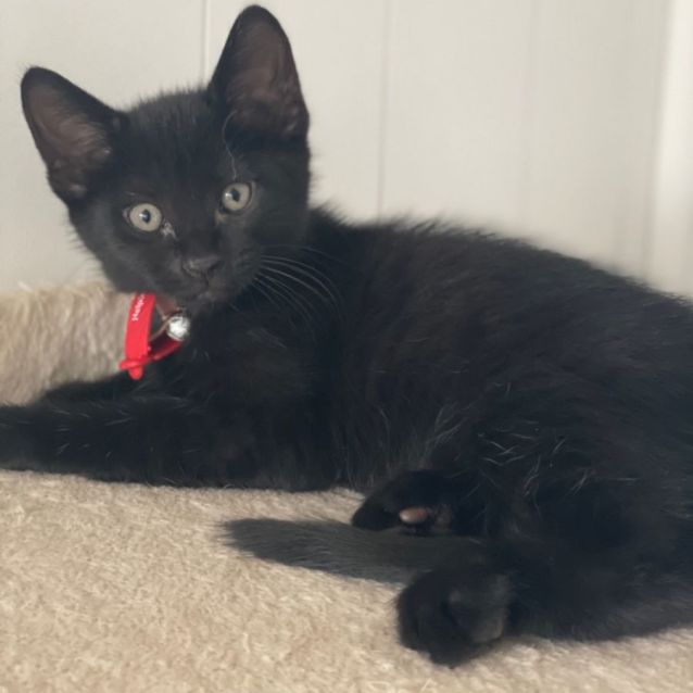 Photo of Kitty Purry