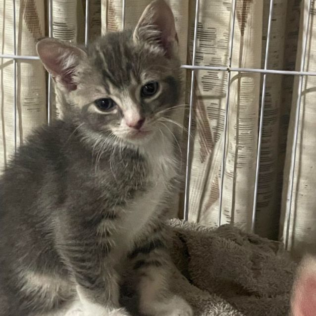 Photo of Apollo