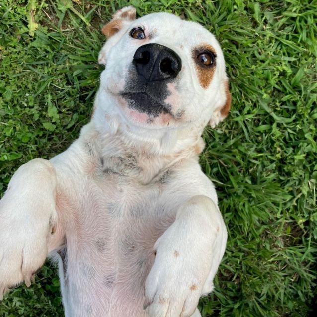 Shelby Small Female Basset Hound x Staffy Mix Dog in NSW PetRescue