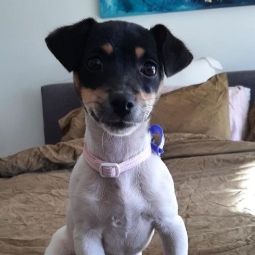 Millie - Grace ~ 5mo Jack R (On Trial 16/7/22)