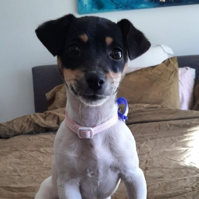Photo of Millie   Grace ~ 5mo Jack R (On Trial 16/7/22)
