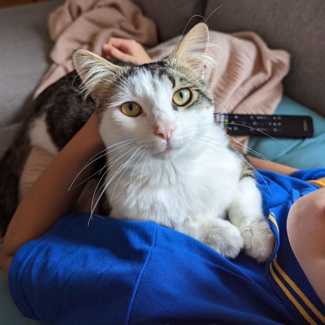 Moo’s Adopt me Petstock Mornington Central Male Domestic Medium Hair Cat in VIC PetRescue