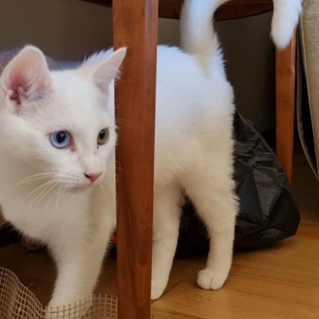 Photo of Poppy. No Problems With Hearing