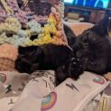 Photo of Raven